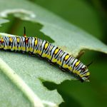 5 ok, amiért a növények levelei lyukasak lehetnek, és ésszerű