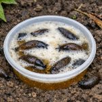 A csigák egy bögre pia után végleg elhagyják a veteményeskertet a-csigak-egy-bogre-pia-utan-vegleg-elhagyjak-a-vetemenyeskertet.png