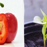 A magok gyorsabban nőnek: miben áztassuk a paradicsomot, paprikát és