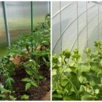 A rekordtermés még a szomszédokat is meglepi: hogyan lehet gyorsan