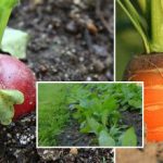 A zöldségeskert szeptemberben: mit kell vetni, hogy télen is élvezhessük