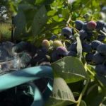 Az áfonya bármilyen fagyot kibír: a kertész elárulta a legfontosabb