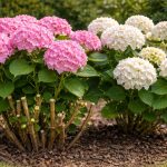 hogyan-erhetjuk-el-hogy-a-hortenziak-tavaszi-metszessel-hatalmas-viragsapkakat.png