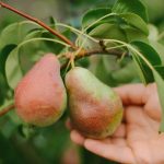 Hogyan kell helyesen megmetszeni a körtefát, hogy hatalmas termést kapjunk: