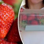 Hogyan tároljuk az epret, hogy tovább maradjon friss: mezőgazdasági tippek