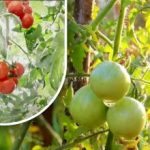 Kétszáz gramm és máris érettek: egy zöldségtermesztő megosztotta nagyapja vegyszermentes