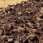 Kétszer akkora lesz a termés: milyen trágyát használnak ősszel a tapasztalt zöldségkertészek? Kétszer akkora lesz a termés: milyen trágyát használnak ősszel a