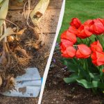 Már itt az ideje, hogy tulipánhagymákat ültessünk: milyen nagyszerű előnye