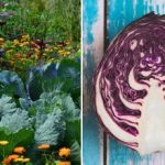 Miért hervad a káposzta az ágyásban: minden a szomszédokról szól