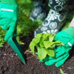 Mikor kell ősszel szamócát ültetni, hogy tavasszal bogyókat szedjen: fontos