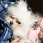 Mínusz 90 százalékos gyapjú a házban: Öt aranyszabály a takarításhoz a vedlési szezonban minusz-90-szazalekos-gyapju-a-hazban-ot-aranyszabaly-a-takaritashoz.jpg