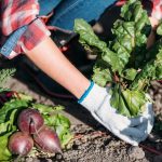 Mit ne termesszünk a zöldségeskertben: a kertészek 5 problémás növényt