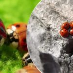 Repülőgépekről tenyésztik és dobják le: a sáskák után új kártevő